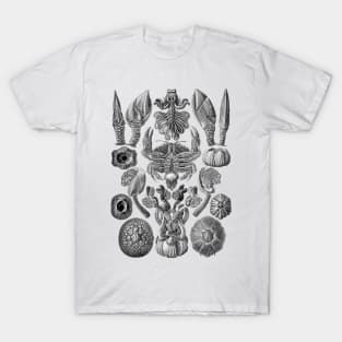 Ernst  Haeckel Cirripedia Crab Black & White T-Shirt